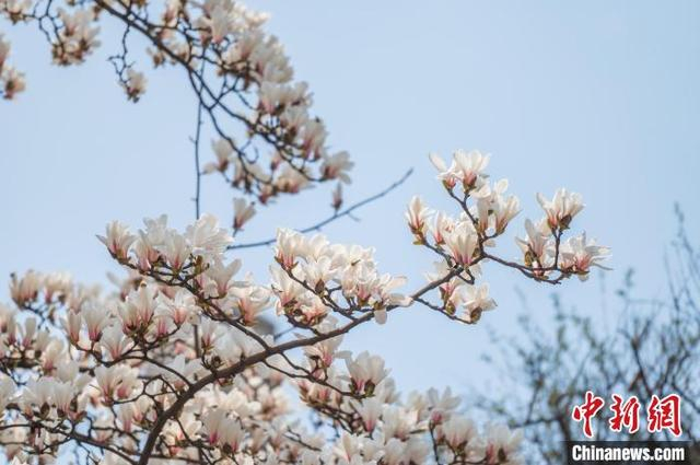 3月19日，贵阳市白云区朝晖路盛开的玉兰花。唐哲 摄