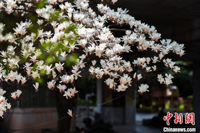 3月19日，贵阳市白云区朝晖路盛开的玉兰花。唐哲 摄
