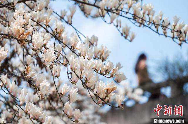 3月19日，贵阳市白云区朝晖路盛开的玉兰花。唐哲 摄