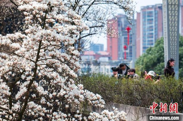 3月19日，市民在贵阳市白云区朝晖路赏花拍照。唐哲 摄