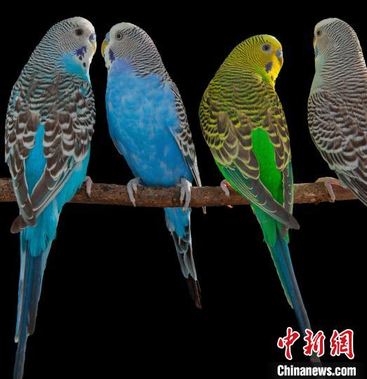 虎皮鹦鹉为何能模仿人类说话？鸟类大脑最新研究揭示言语秘密（虎皮鹦鹉会骂人吗）