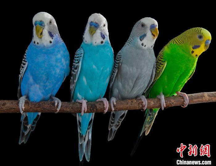 虎皮鹦鹉为何能模仿人类说话？鸟类大脑最新研究揭示言语秘密（虎皮鹦鹉会骂人吗）