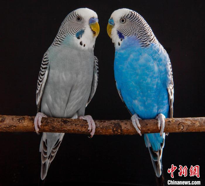 虎皮鹦鹉为何能模仿人类说话？鸟类大脑最新研究揭示言语秘密（虎皮鹦鹉会骂人吗）