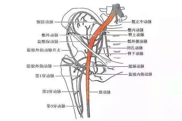 股动脉的位置:确定位置后将食指稍移开,垂直进针或于动脉走向呈40度角