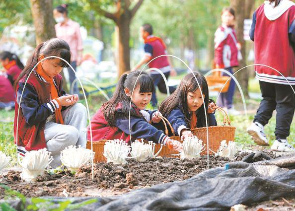             松江区岳阳小学四年级学生来到市学生劳动教育基地——八十八亩田，开展劳动研学活动本报记者  陶磊  通讯员  姜辉辉  摄          