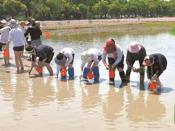             沪上一小学五年级小学生体验插秧  受访者供图          
