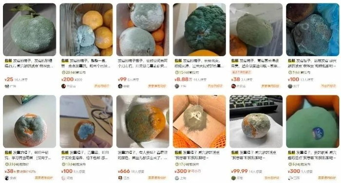 网络平台大量发霉橘子售卖