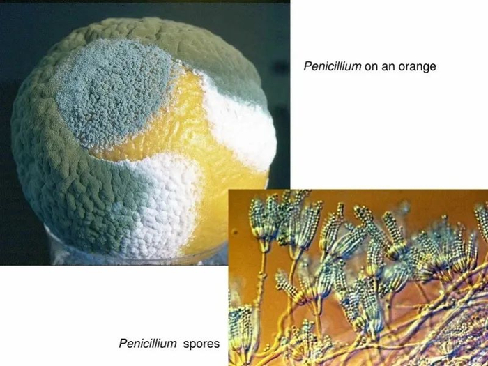 发霉的橘子和青霉菌株