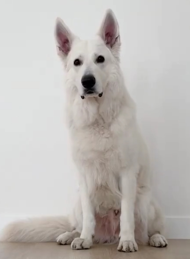 白色德牧的成长记录.注意力全在这双"乱七八糟"的耳朵上!