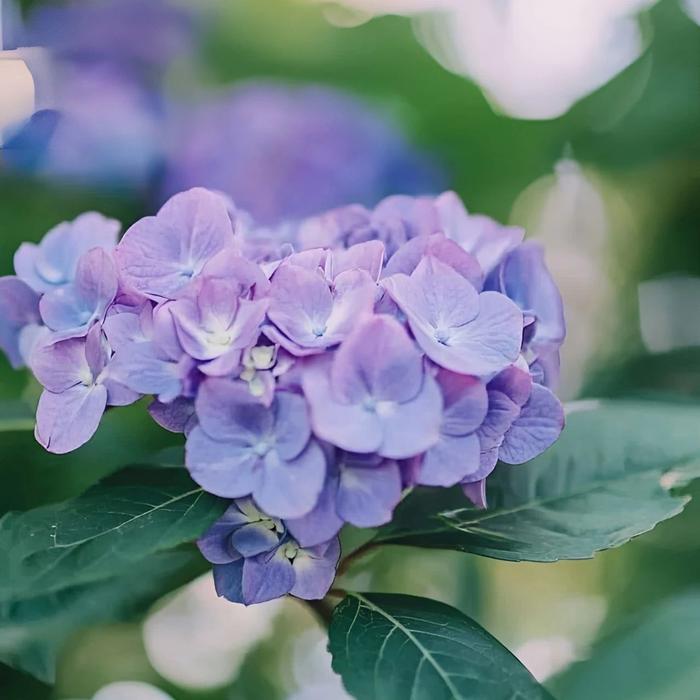 早读：心态宽如海，日子美如画