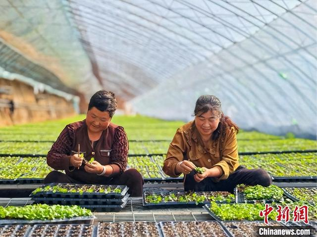 图为农户在大棚里抢育苗抓丰产。 吴国强 摄