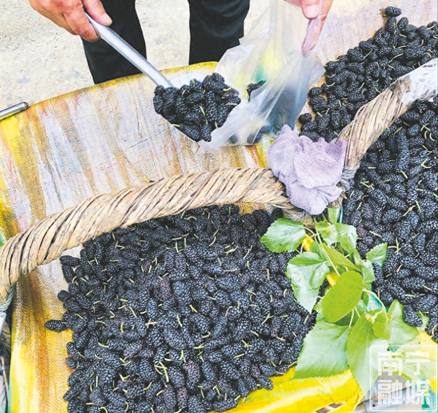 桑椹新鲜上市。记者 韦薇 摄