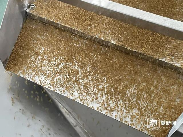 刚生产出的“土豆米”。来源：潮新闻