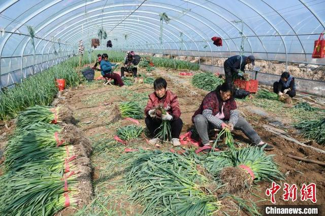 山西省运城市闻喜县的田间地头呈现出一派春管、春收的繁忙景象。 温徐旺 摄