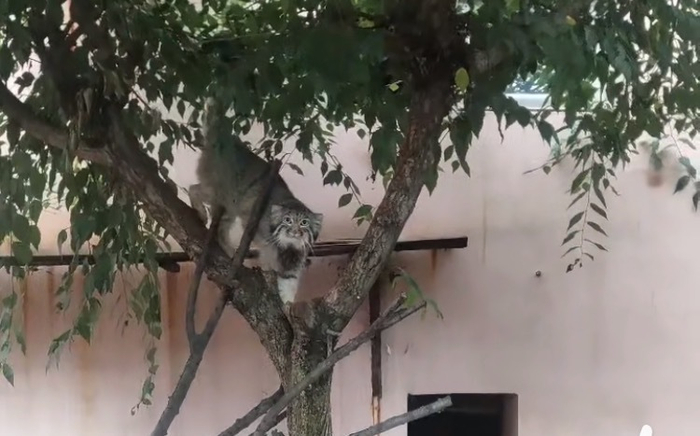 “狲尚香” 本文图均为西宁野生动物园供图