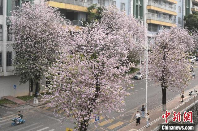 3月27日，广州市华南农业大学的宫粉紫荆盛放，吸引游人赏花拍照。中新社记者 陈楚红 摄 