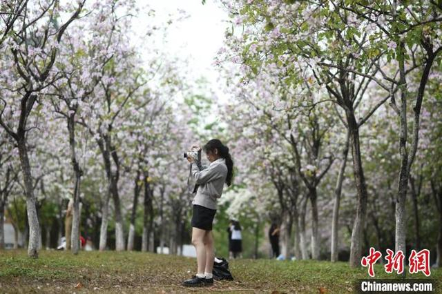 3月27日，广州市华南农业大学的宫粉紫荆盛放，吸引游人赏花拍照。中新社记者 陈楚红 摄 