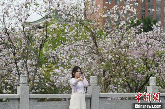 3月27日，广州市华南农业大学的宫粉紫荆盛放，吸引游人赏花拍照。中新社记者 陈楚红 摄 