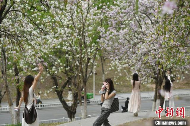 3月27日，广州市华南农业大学的宫粉紫荆盛放，吸引游人赏花拍照。中新社记者 陈楚红 摄 