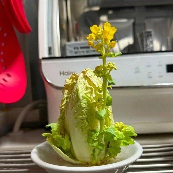 妈妈给这个世界留下的菜