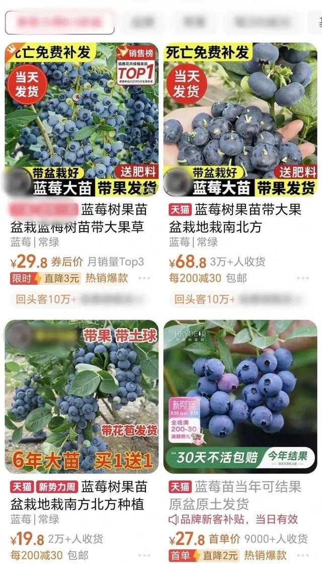 电商平台上，不少出售盆栽蓝莓的商家近期迎来爆单。来源：广州日报