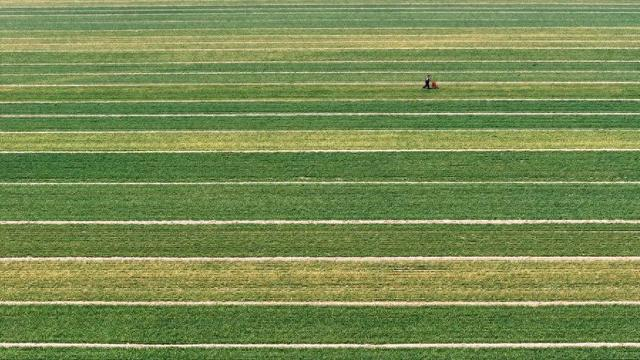 3月14日，在山东菏泽市郓城县潘渡镇，农民在麦田里施肥（无人机照片）。新华社记者郭绪雷 摄