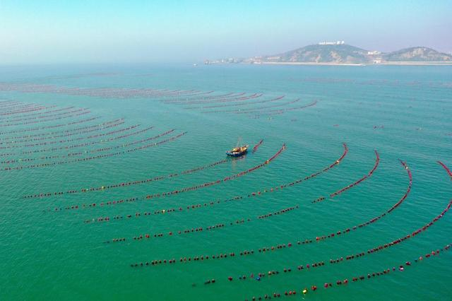3月12日，养殖工人驾驶船只在山东长岛海域养殖区内生产作业（无人机照片）。新华社记者朱峥 摄