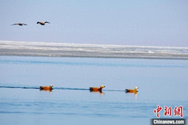 3月24日，赤麻鸭、斑头雁等候鸟在解冻水域栖息觅食。赵海梅 摄