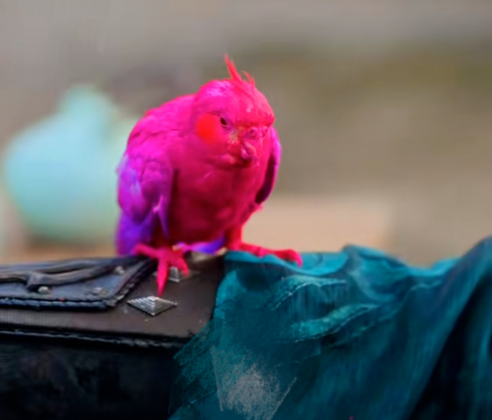 剧中被染色的鹦鹉