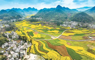 贵州省黔西市钟山镇猫山村:油菜花盛开 美如画卷
