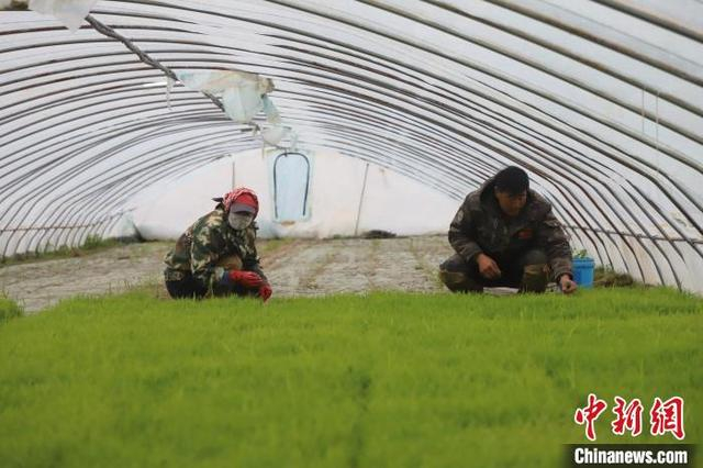 图为农户正在忙着为庭院水稻育苗。 曾令刚 摄