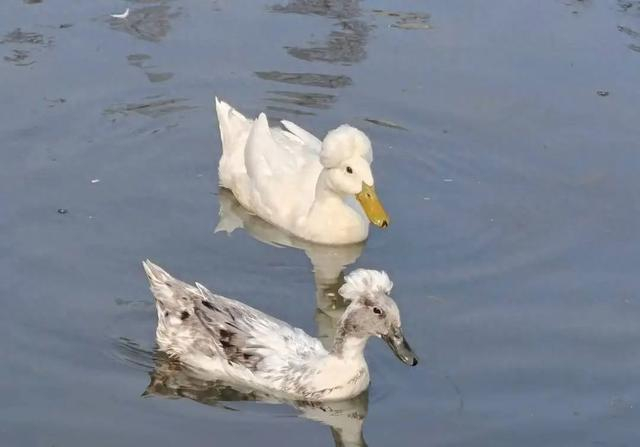 玄武湖的凤头鸭