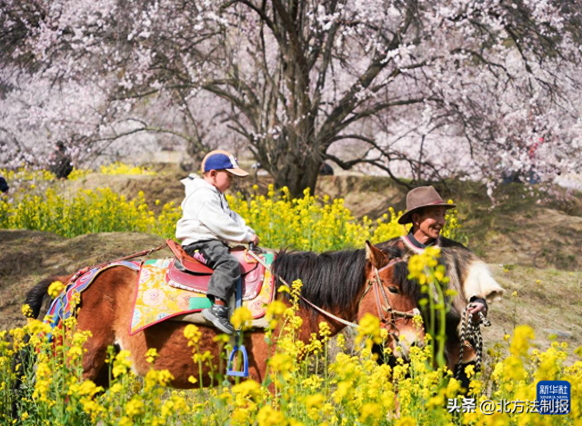 3月29日，游客在林芝市巴宜区嘎拉村赏花游玩。新华社记者 齐芷玥摄
