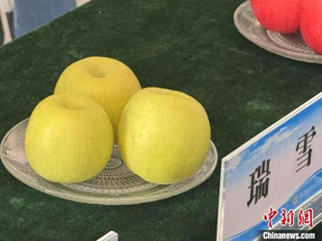 图为瑞雪苹果。 李一璠 摄