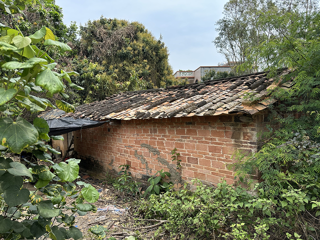 温从文家是二伯家的旧瓦房，部分墙体已经开裂坍塌。澎湃新闻记者 陈绪厚 图