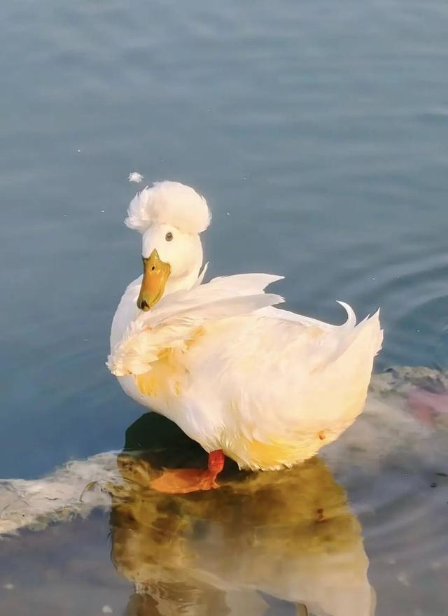 玄武湖的凤头鸭