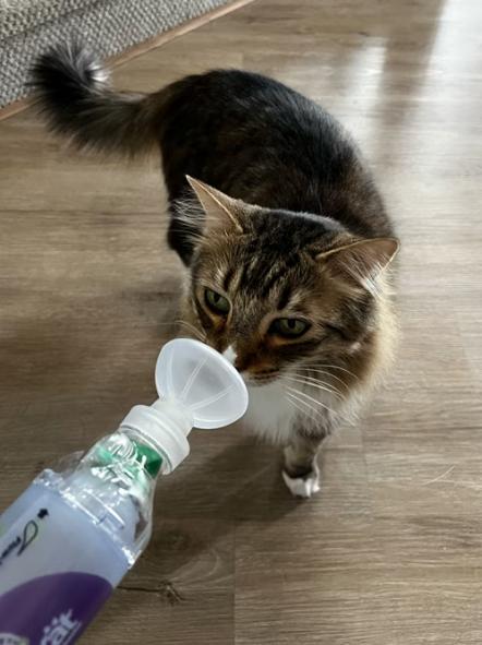 朗给猫咪购买的物品。 《华尔街日报》