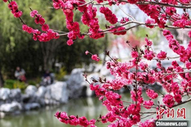资料图：游客在山东省临沂市郯城县新村银杏古梅园里踏青赏花。李结义 摄