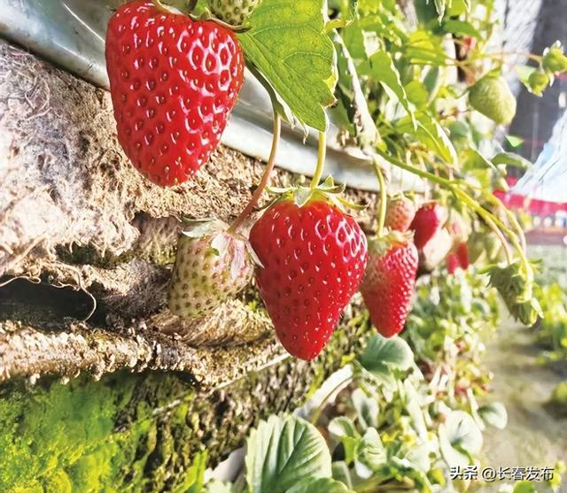 九台区卡伦湖街道孙家村的采摘园里，草莓、蓝莓等陆续转色成熟进入采摘期。