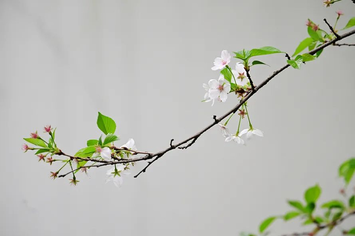 城区的樱花，花期已到尾声。 图片来源：宁波晚报拍客 大山雀