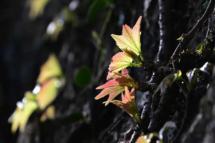 岩壁上的新叶被阳光点亮。图片来源：宁波晚报拍客 大山雀