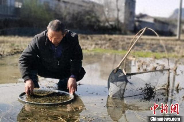 采收工对葛仙米进行初次淘洗。李业平 摄