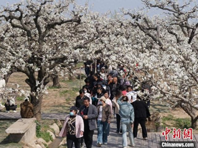 4月1日，在安徽省宿州市砀山县梨树王风景区内，游客在赏花。 武雷 摄