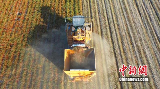 焉耆县机械采收工业色素辣椒。杨志荣 摄