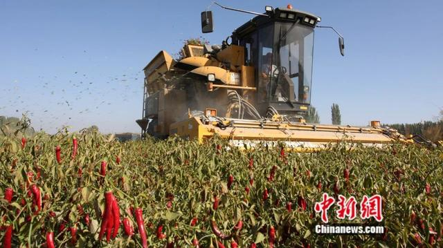 焉耆县机械采收工业色素辣椒。杨志荣 摄