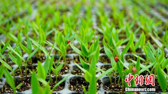 焉耆县农民培育的辣椒苗长势喜人。杨志荣 摄