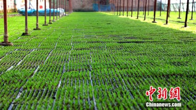 辣椒苗。杨志荣 摄