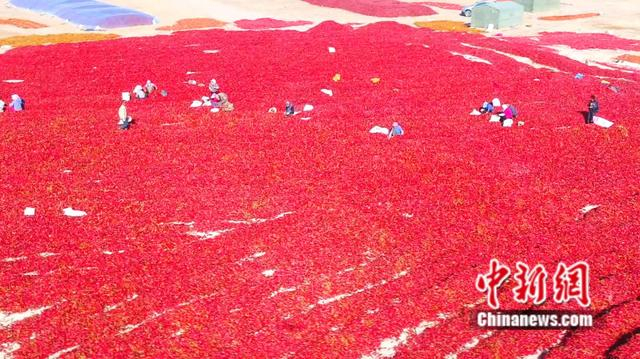 戈壁滩成晾晒红辣椒场地。杨志荣 摄