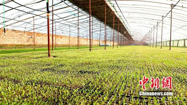 当地温室大棚培育辣椒苗。杨志荣 摄
