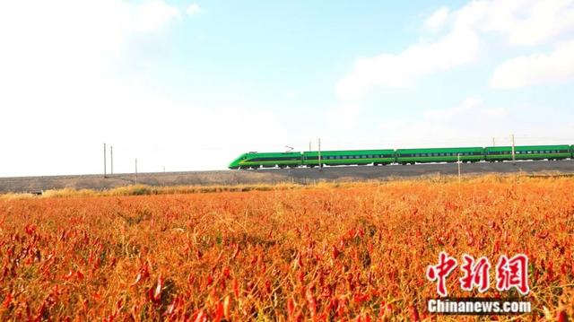 列车驶过新疆焉耆县辣椒地。杨志荣 摄